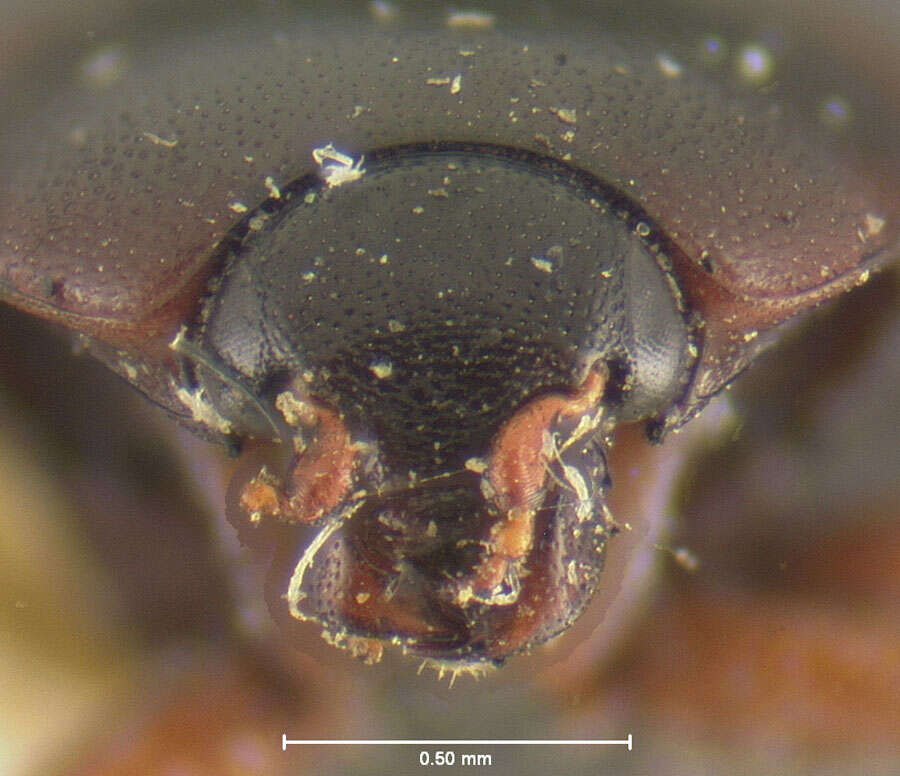 Image of Geomysaprinus (Priscosaprinus) castanipennis (Fall 1919)