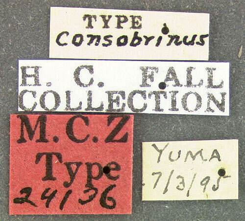 Image of Hypocaccus (Hypocaccus) consobrinus (Fall 1901)