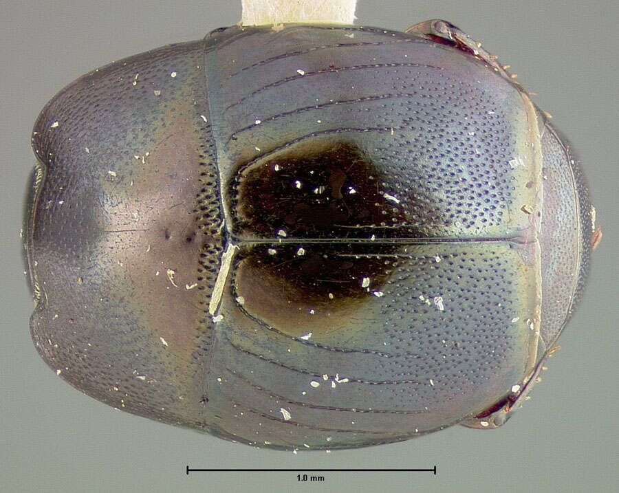 Image of Hypocaccus (Hypocaccus) iris (Fall 1919)