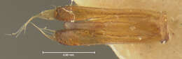 Image of Gyrinus pachysomus Fall 1922