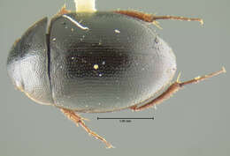 Laccobius (Laccobius) piceus Fall 1922 resmi