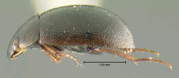 Laccobius (Laccobius) piceus Fall 1922 resmi