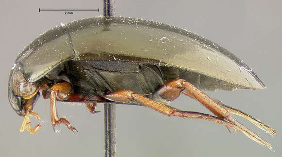 Image of Water scavenger beetle