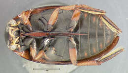 Image of Water scavenger beetle