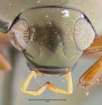 Image of Water scavenger beetle