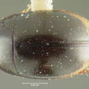 Image of Paracymus elegans (Fall 1901)