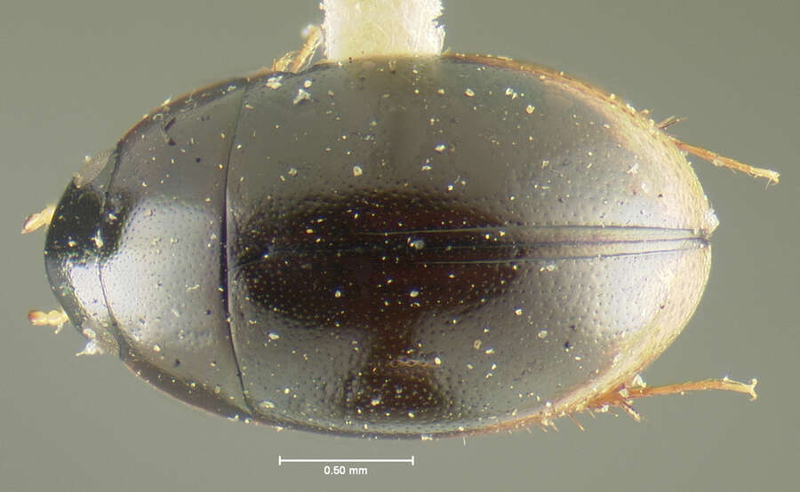 Слика од Paracymus elegans (Fall 1901)