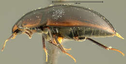 Image of Enochrus (Methydrus) blatchleyi (Fall 1924)