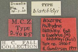 Image of Enochrus (Methydrus) blatchleyi (Fall 1924)