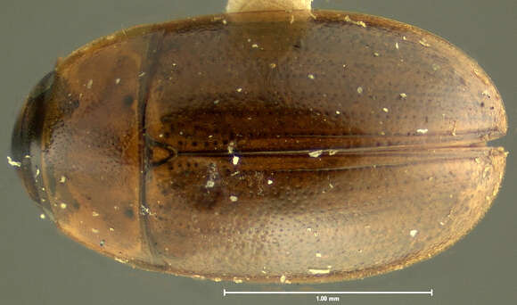 Sivun Enochrus (Methydrus) sublongus (Fall 1926) kuva