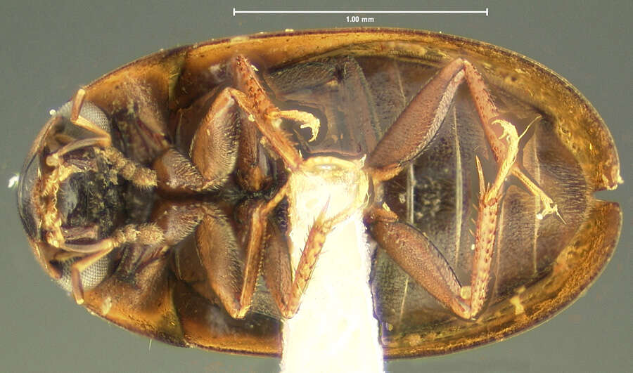 Sivun Enochrus (Methydrus) sublongus (Fall 1926) kuva