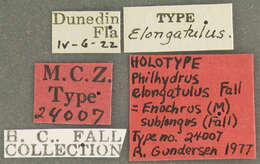 Sivun Enochrus (Methydrus) sublongus (Fall 1926) kuva