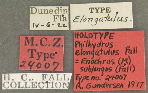 Image of Enochrus (Methydrus) sublongus (Fall 1926)