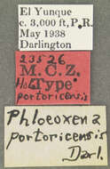 Image of Phloeoxena (Phloeoxena) portoricensis Darlington 1939