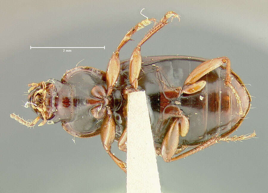 Image of Pelmatellus obtusa Bates 1882