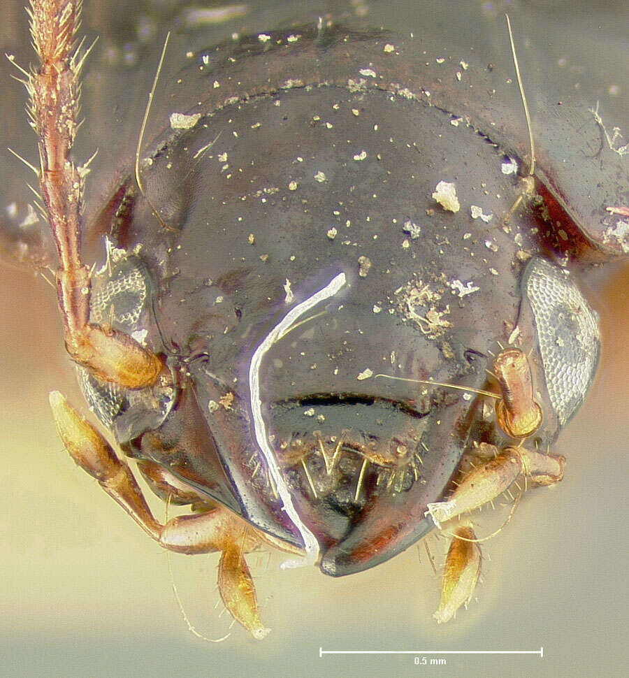 Image of Pelmatellus obtusa Bates 1882