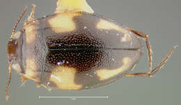 Image of Neoclypeodytes fryii (Clark 1862)