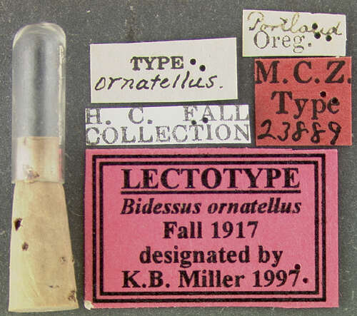 Image of Neoclypeodytes ornatellus (Fall 1917)