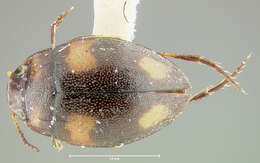 Image of Neoclypeodytes quadripustulatus (Fall 1917)