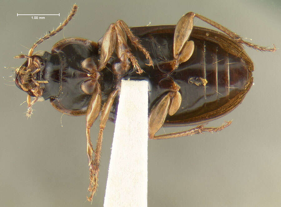 Image of Pelmatellus nitescens Bates 1882