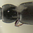 Image of Pterostichus (Monoferonia) primus Darlington 1932