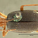 Image of Brachinus (Neobrachinus) ichabodopsis Erwin 1970