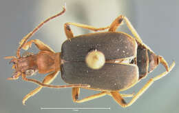 Imagem de Brachinus (Neobrachinus) adustipennis Erwin 1969