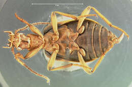 Imagem de Brachinus (Neobrachinus) adustipennis Erwin 1969