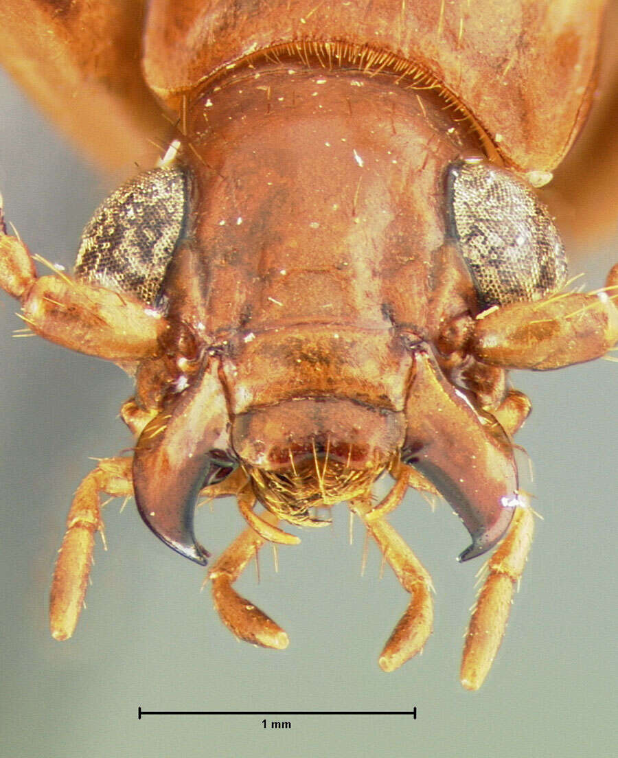 Image of Brachinus (Neobrachinus) adustipennis Erwin 1969