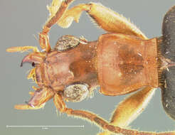 Imagem de Brachinus (Neobrachinus) adustipennis Erwin 1969