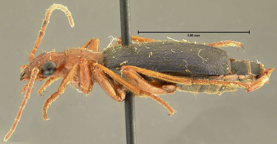 Image of Brachinus (Neobrachinus) cyanochroaticus Erwin 1969