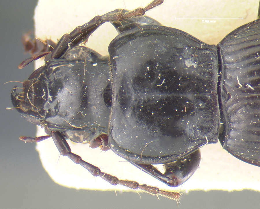 Image of Pterostichus (Wraseiellus) andrewesi Jedlicka 1931