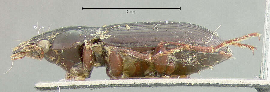 Image of Amara (Curtonotus) banghaasi Baliani 1933