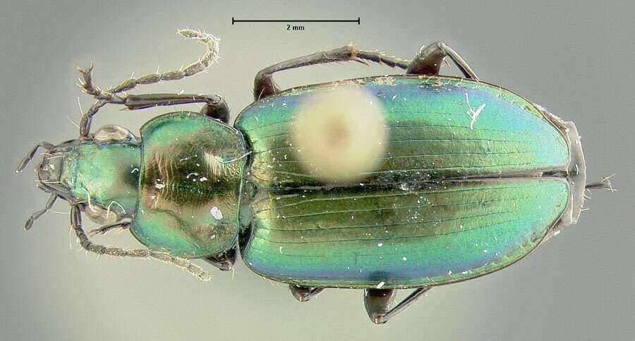 Image of Agonum (Olisares) suturale Say 1830