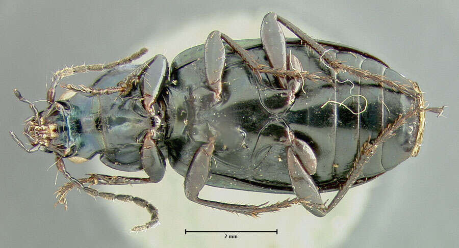 Image of Agonum (Olisares) suturale Say 1830