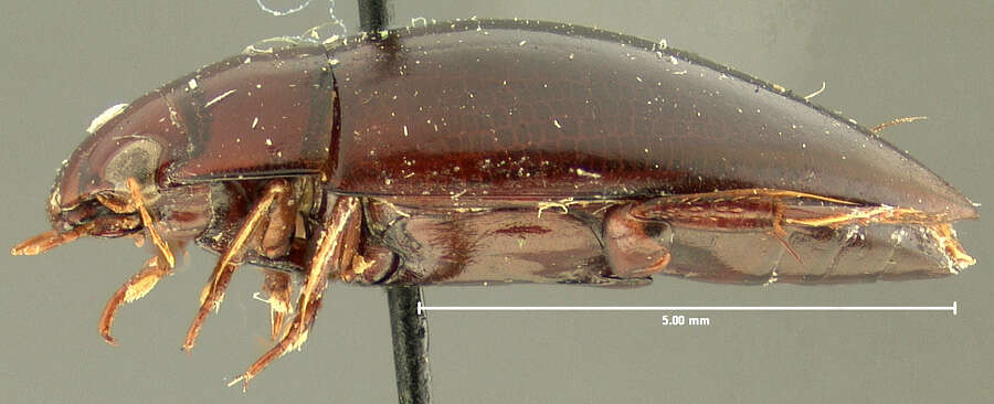 صورة Matus bicarinatus (Say 1823)