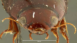 صورة Matus bicarinatus (Say 1823)