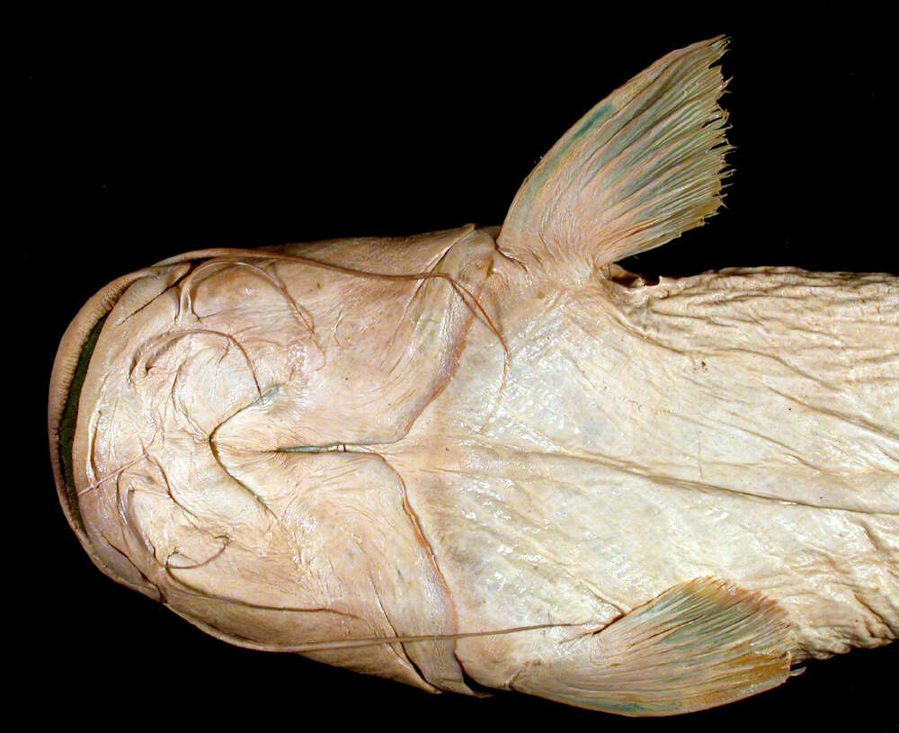 Image of Steindachneridion doceanum (Eigenmann & Eigenmann 1889)