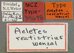 Plancia ëd Aeletes (Aeletes) rectistrius Wenzel 1944