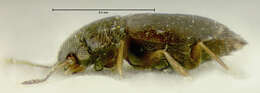 Image of Smicrus pecki Darby & Johnson 2011