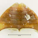 Image of Psalitrus fungifer Bameul 1993