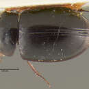 Image of Phelea breviceps Hansen & M. 1999