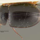 صورة Phelea breviceps Hansen & M. 1999