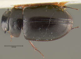 Image of Phelea breviceps Hansen & M. 1999