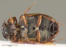 Image of Phelea breviceps Hansen & M. 1999