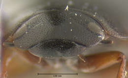 Image of Phelea breviceps Hansen & M. 1999