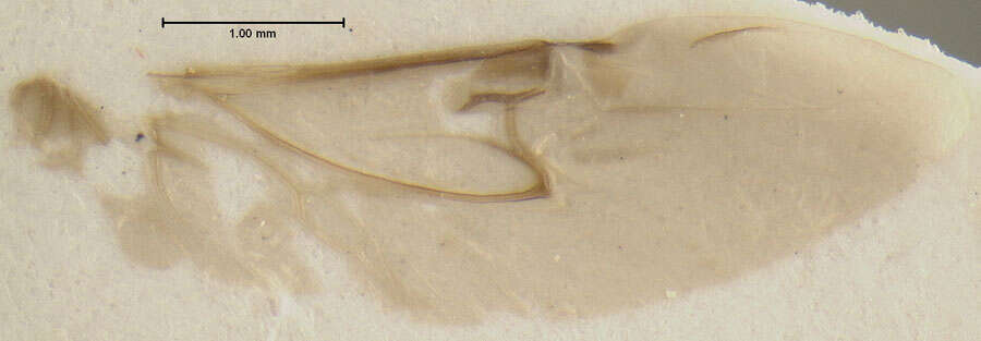 Image of Phelea breviceps Hansen & M. 1999