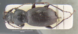 Image of Pterostichus (Wraseiellus) andrewesi Jedlicka 1931