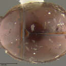 Image of Aglyptinus dimorphicus Peck 1972