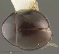 Image of Aglyptinus jamaicensis Peck 1972